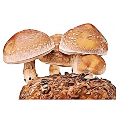 Shiitake Growkit