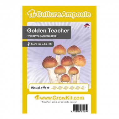 zarodniki golden teacher, ampułka golden teacher zarodniki golden teacher, ampułka golden teacher