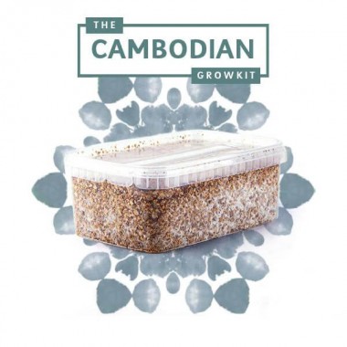 cambodian growkit 1200 mondo cambodian growkit 1200 mondo