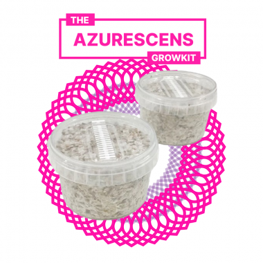 Azurescens Growkit  - limitowana edycja Azurescens Growkit  - limitowana edycja