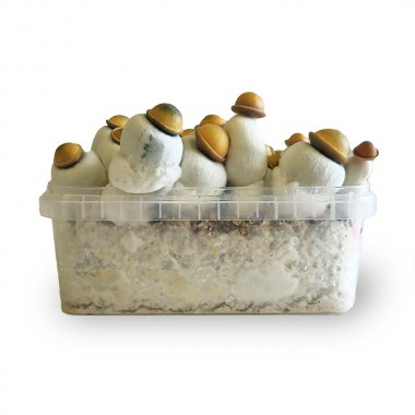 murshmallow growkit murshmallow growkit