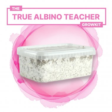 true albino teacher growkit true albino teacher growkit