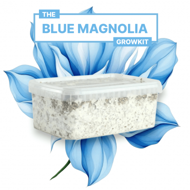 blue magnolia growkit