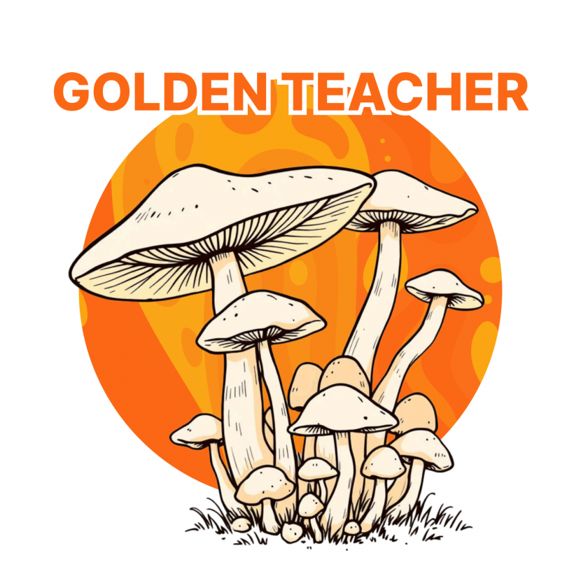 Golden Teacher GrowKit 1600 ml Full Auto Golden Teacher GrowKit 1600 ml Full Auto