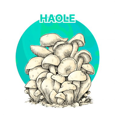 Haole GrowKit 1600 ml Full Auto Haole GrowKit 1600 ml Full Auto
