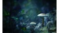 Łysiczka lancetowata (Psilocybe semilanceata ) Łysiczka lancetowata (Psilocybe semilanceata )
