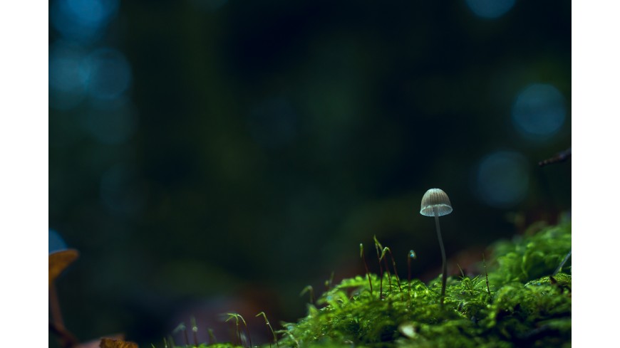 Mikrodawkowanie psylocybiny Mikrodawkowanie psylocybiny